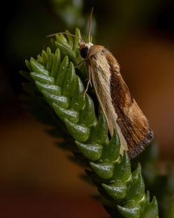 Close-up of butterfly on leaf