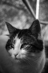 Close-up portrait of cat