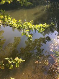 High angle view of water lilies floating on lake