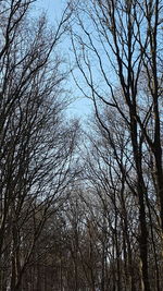 Low angle view of bare trees against sky