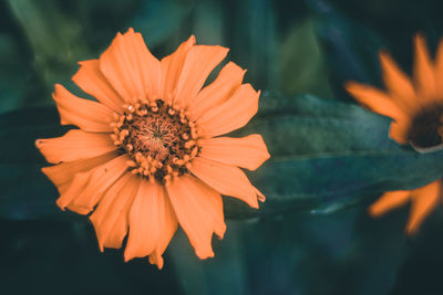 Close-up of orange flower