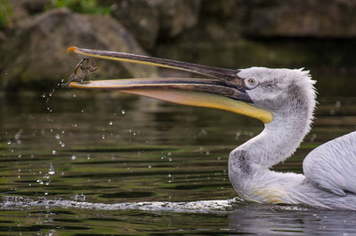 Close-up of heron in lake