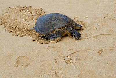 High angle view of tortoise on beach