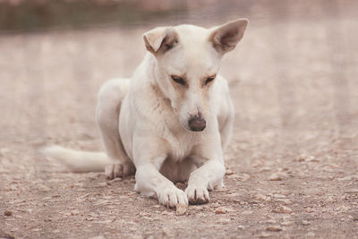 View of a dog looking away