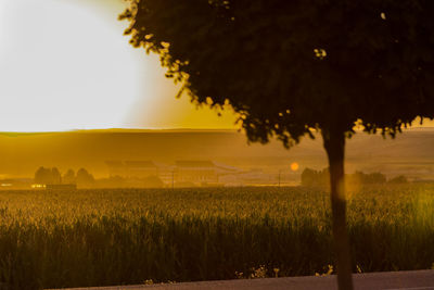 Scenic view of field against sky at sunset