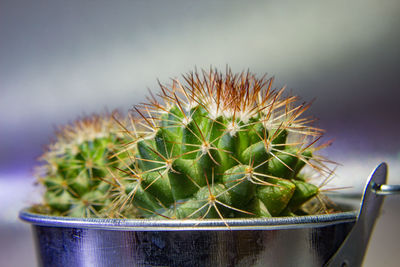 Close-up of cactus plant on table