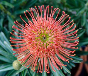 Close-up of red flower