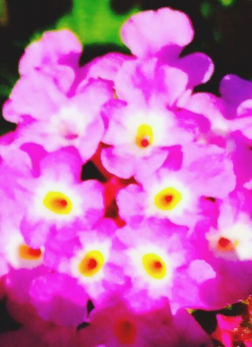 flower, petal, freshness, flower head, fragility, beauty in nature, close-up, pink color, blooming, growth, yellow, nature, selective focus, pollen, in bloom, focus on foreground, blossom, plant, purple, stamen