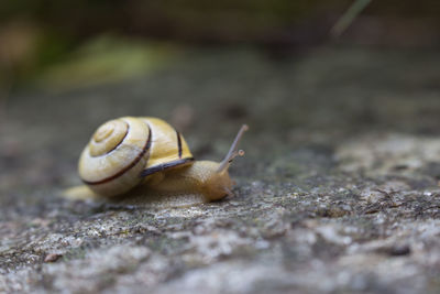 Close-up of snail