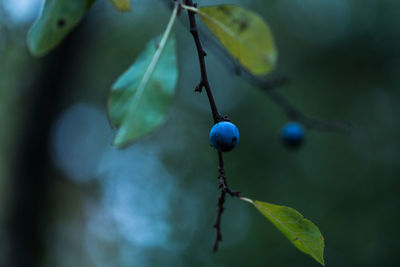 Close-up of berries growing on tree