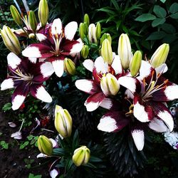 Close-up of white flowering plant