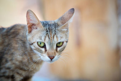 Close-up portrait of cat