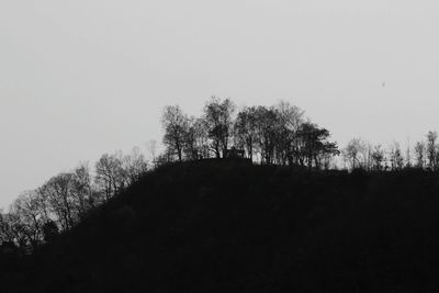 Trees on landscape