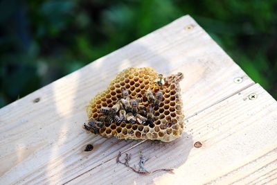 High angle view of bee on beehive over wooden table