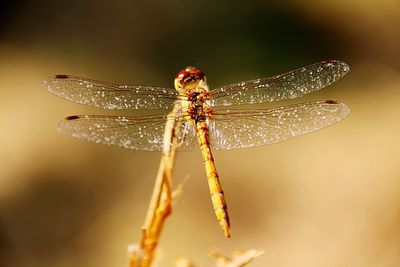 Close-up of damselfly on leaf