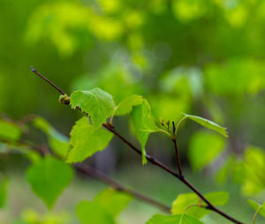 Close-up of insect on plant