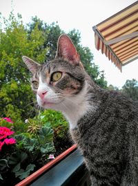 Close-up of a cat looking away