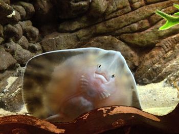 Close-up of turtle swimming in sea