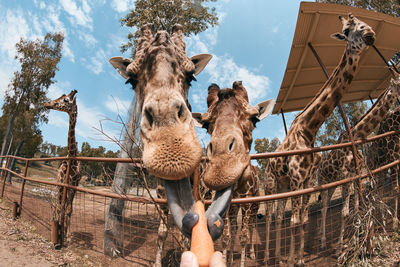 View of giraffe against sky