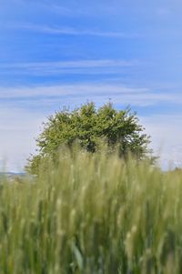 View of wheat field against sky