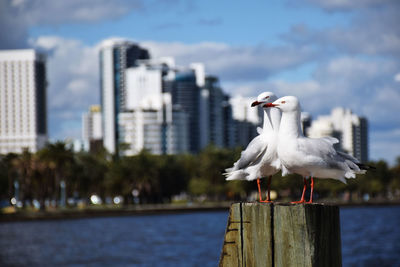 Seagulls perching on wooden post