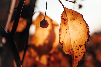 Close-up of dry autumn leaves