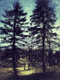 View of pine trees in forest