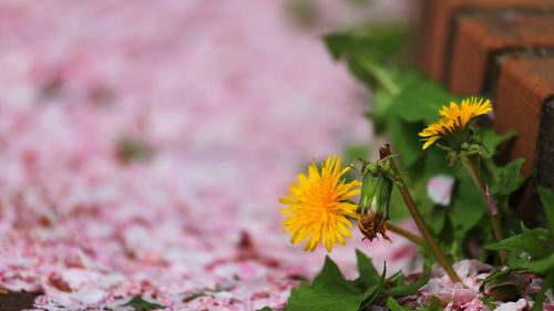 Close-up of yellow flower