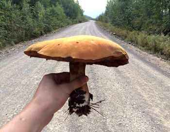 Close-up of hand holding mushroom