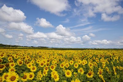 Scenic view of yellow flowering field against sky
