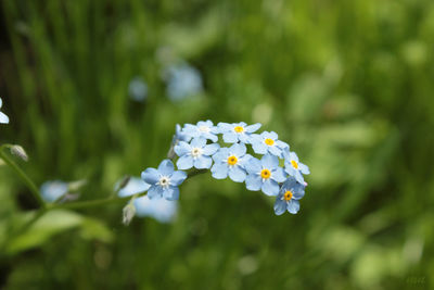 Blue flowers blooming outdoors