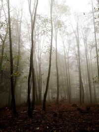 Trees in forest