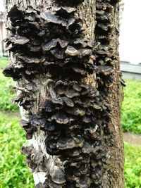 Close-up of tree trunk on field