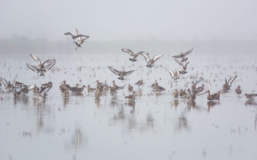 Birds flying over lake