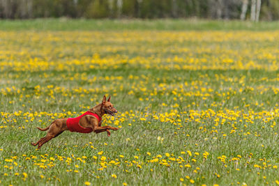 Cirneco dell etna dog running fast and chasing lure across green field at dog racing competion