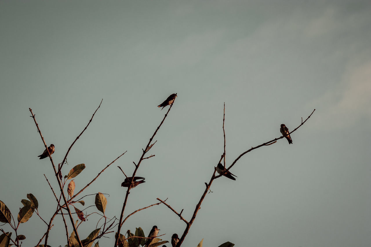 LOW ANGLE VIEW OF BIRDS PERCHING ON BRANCH