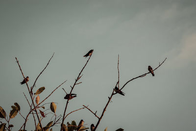 Low angle view of birds perching on tree