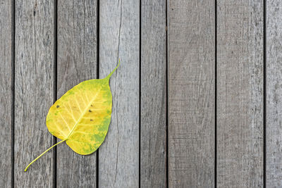 High angle view of leaf on wooden table