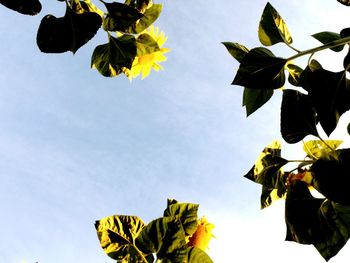 Low angle view of leaves against sky