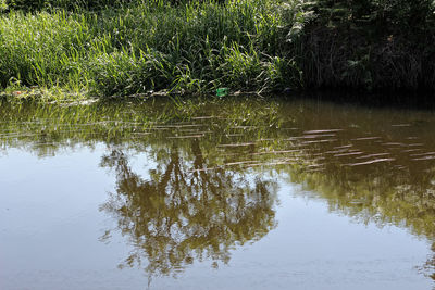 Reflection of tree in lake