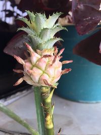 Close-up of succulent plant