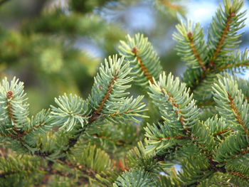 Close-up of pine tree