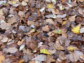 Full frame shot of dry leaves on field