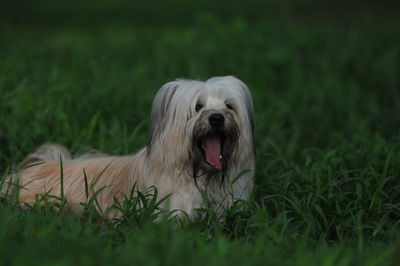 Close-up of rabbit on grassy field