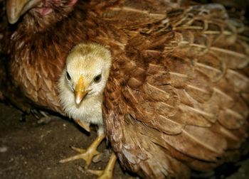 Close-up portrait of owl