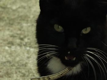 Close-up portrait of cat