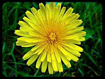 Close-up of yellow flowers