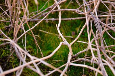 Close-up of branches against blurred background