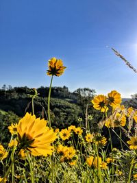 Close-up of yellow flowering plant on field against sky