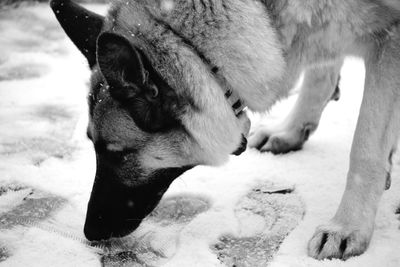 Close-up of dog on field